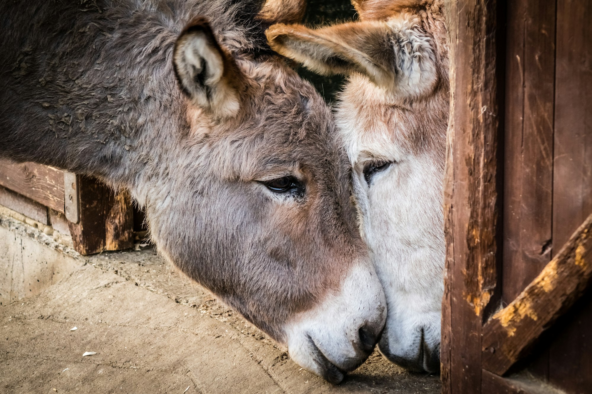 Donkey in love