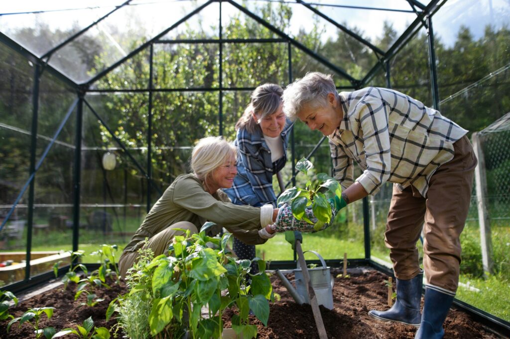 Senior woman friends planting vegetables in greenhouse at community garden